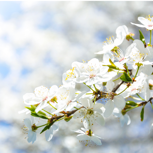 La Vie Verloskundigen